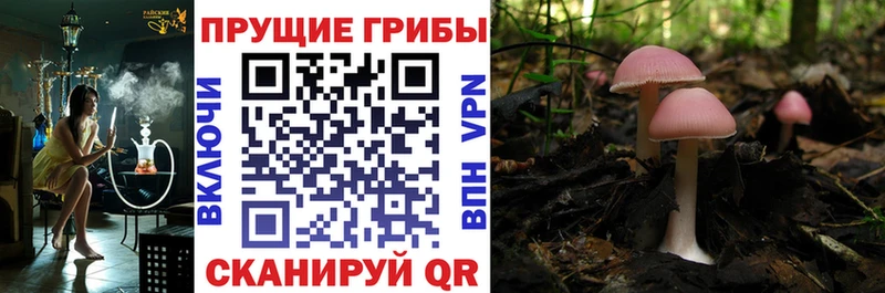 Псилоцибиновые грибы мухоморы  ОМГ ОМГ зеркало  Пионерский 